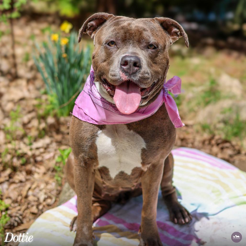 Dottie, Adoptable, Adult Female Pit Bull Terrier & Mixed Breed.