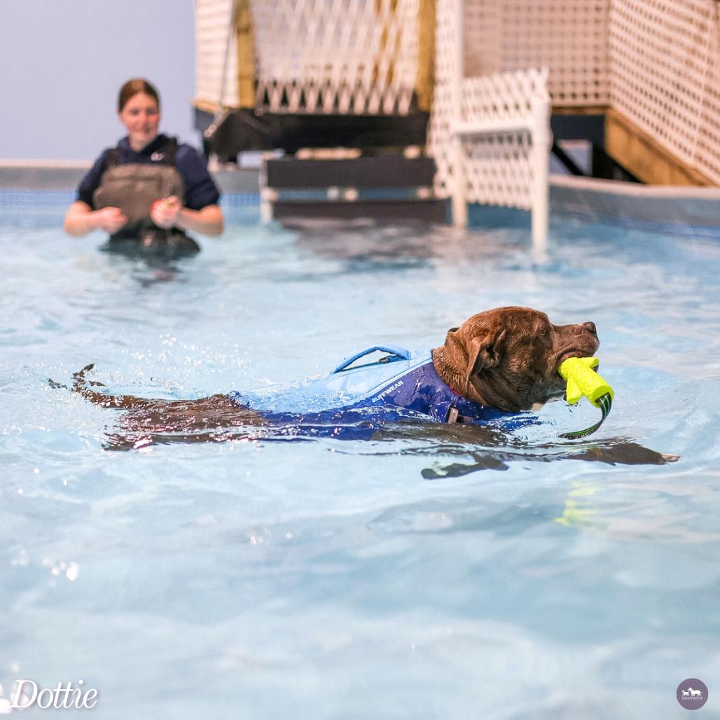 Enlarge Dottie, a Adoptable mixed breed in Hopkinton, MA image 2/6