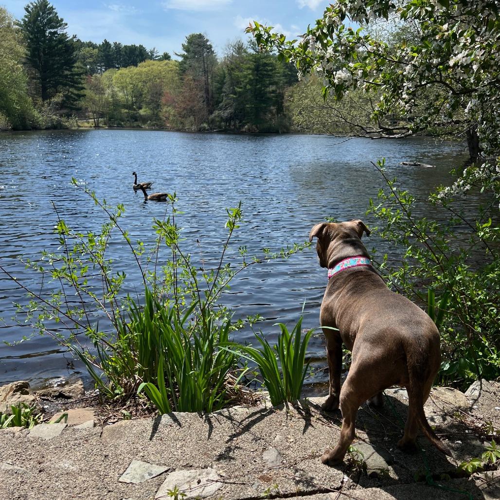 Enlarge Dottie, a Adoptable mixed breed in Hopkinton, MA image 3/6