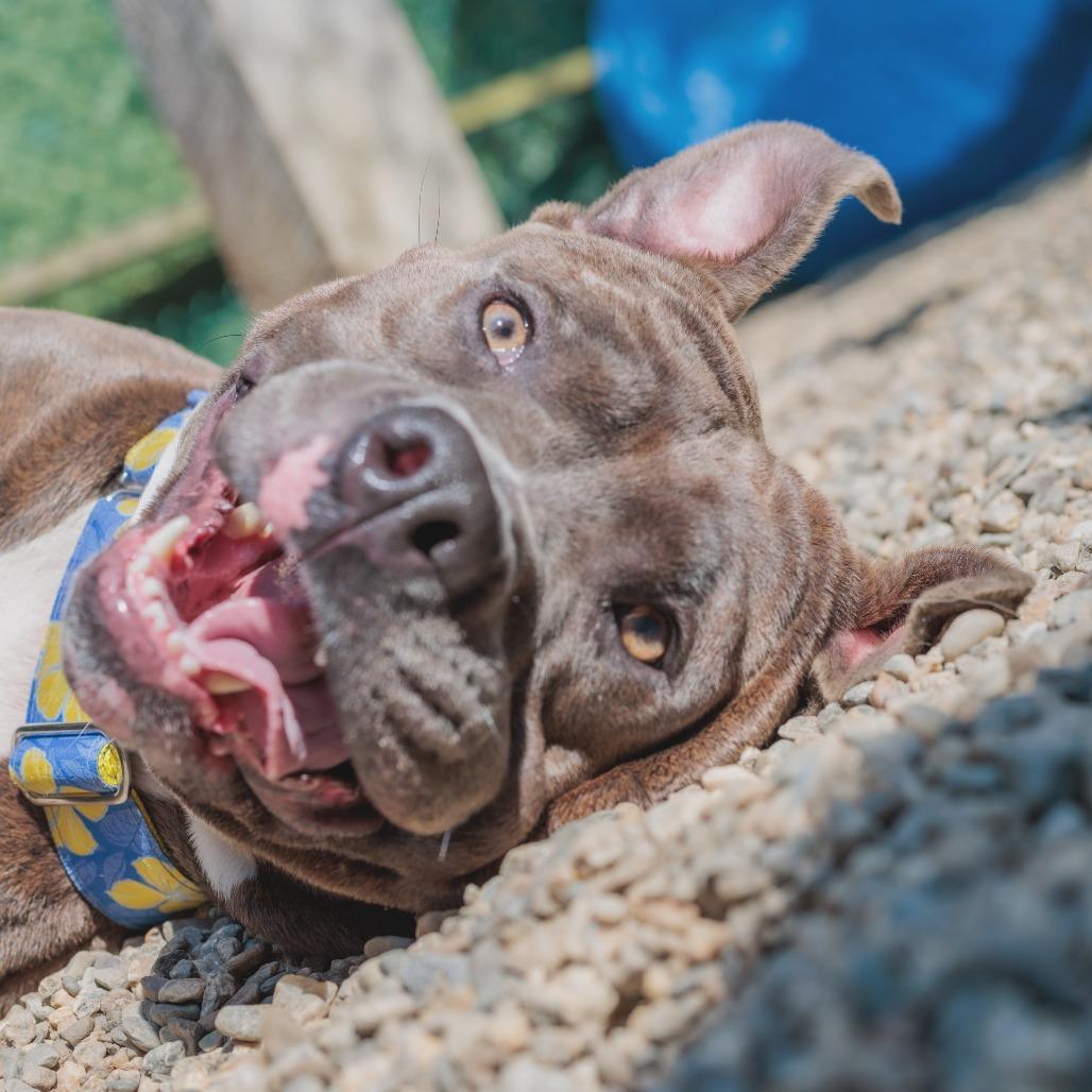 Enlarge Dottie, a Adoptable mixed breed in Hopkinton, MA image 3/6