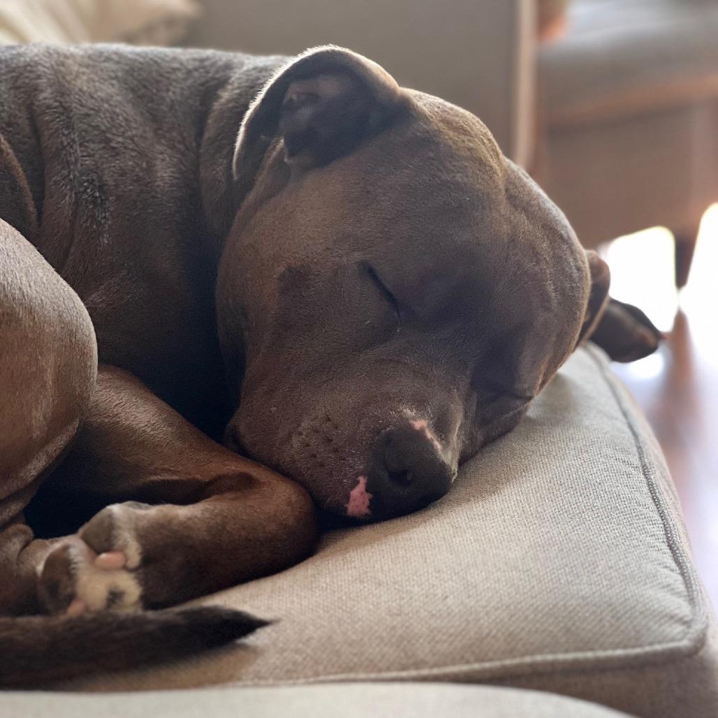 Enlarge Dottie, a Adoptable mixed breed in Hopkinton, MA image 4/6