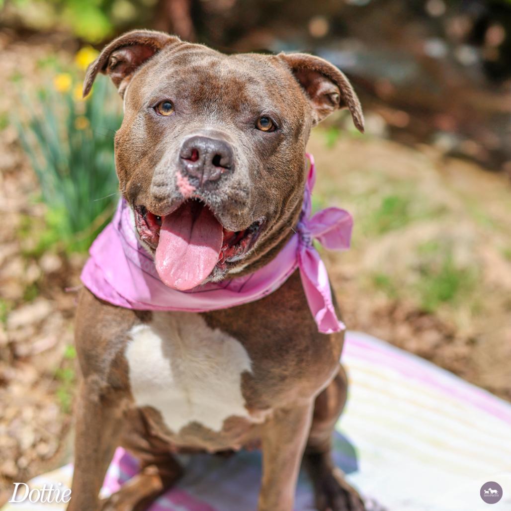 Enlarge Dottie, a Adoptable mixed breed in Hopkinton, MA image 3/6