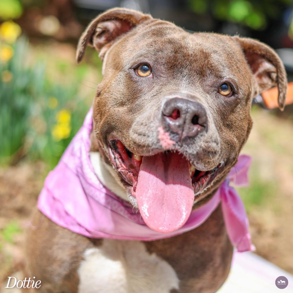 Enlarge Dottie, a Adoptable mixed breed in Hopkinton, MA image 4/6