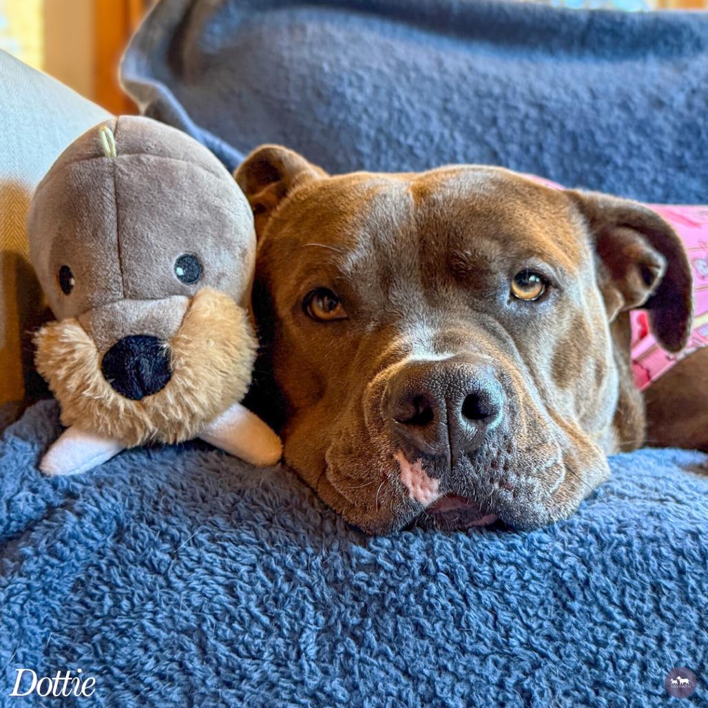 Enlarge Dottie, a Adoptable mixed breed in Hopkinton, MA image 5/6