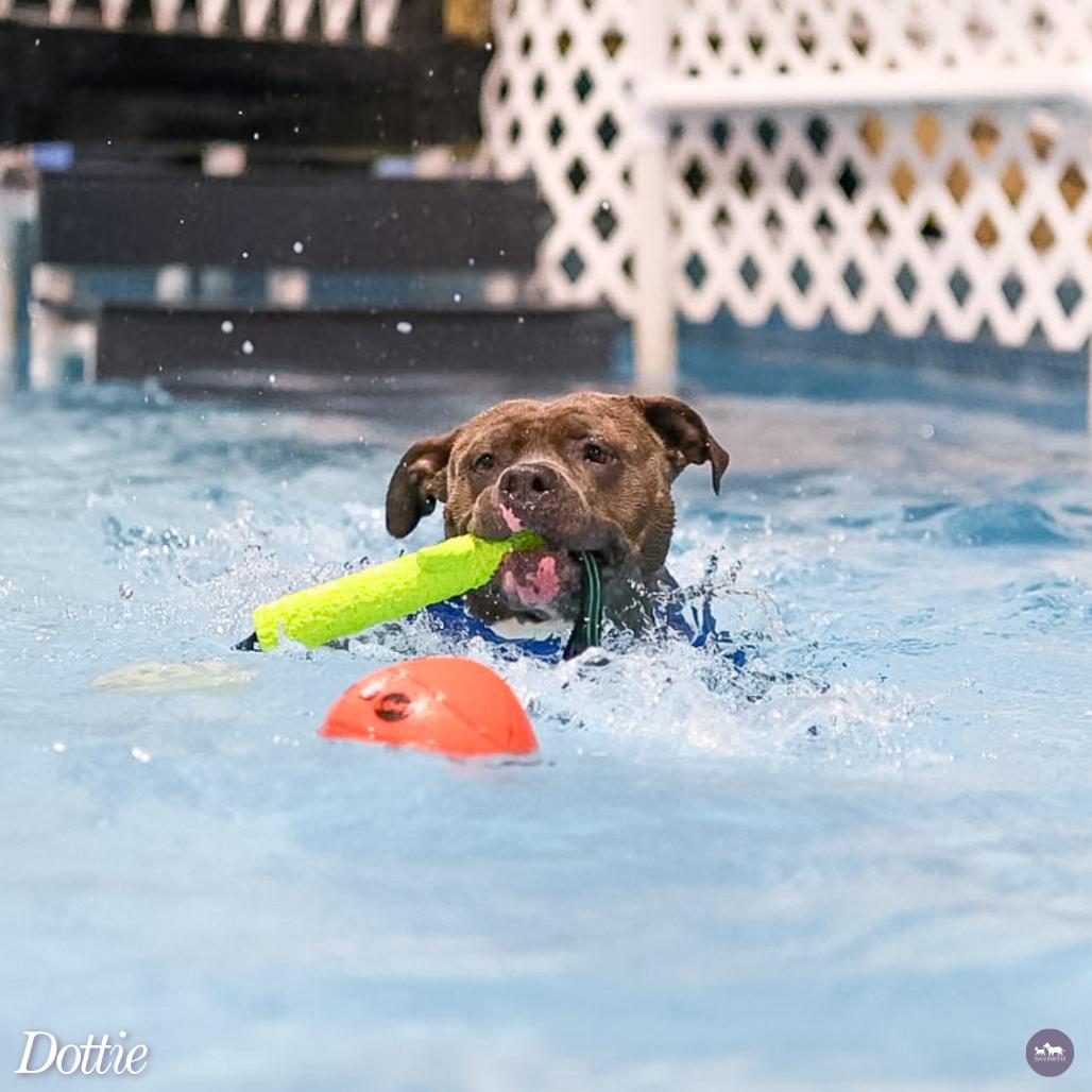 Enlarge Dottie, a Adoptable mixed breed in Hopkinton, MA image 6/6