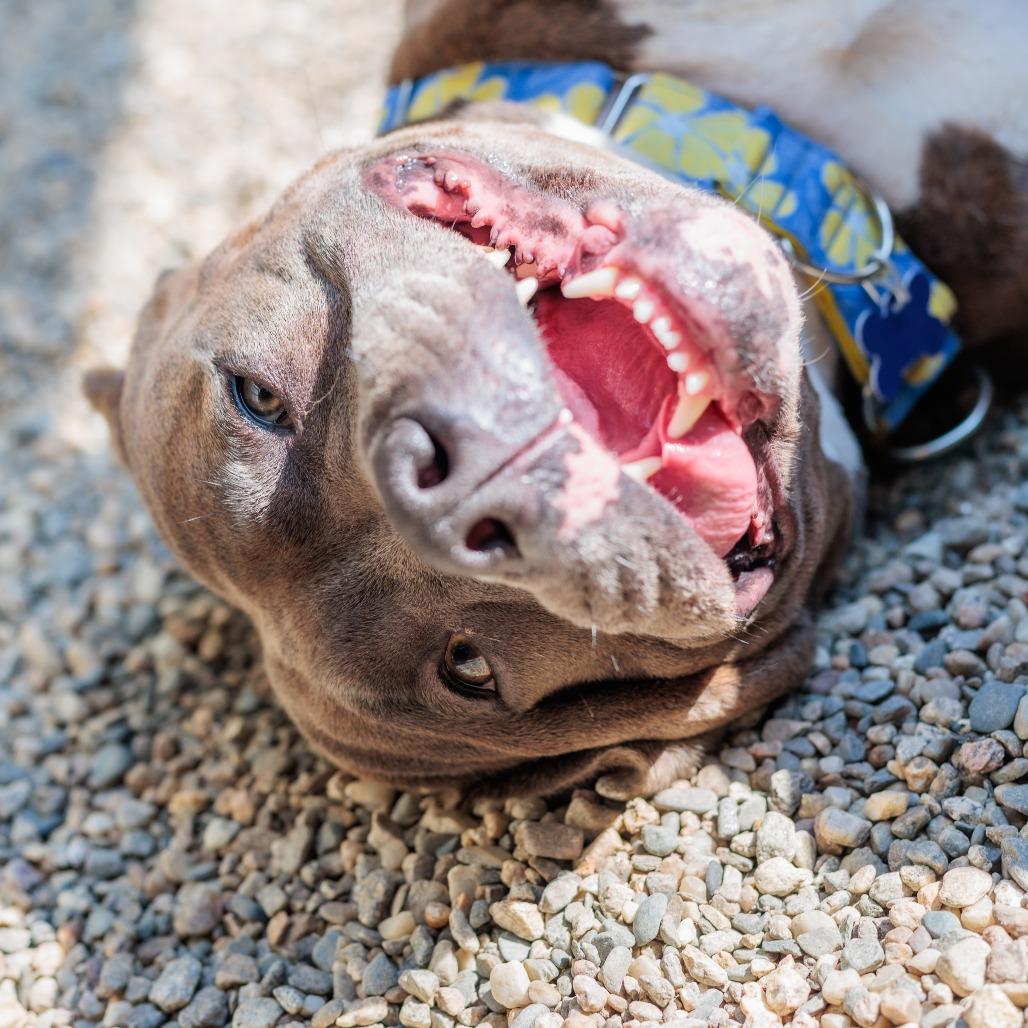 Enlarge Dottie, a Adoptable mixed breed in Hopkinton, MA image 6/6