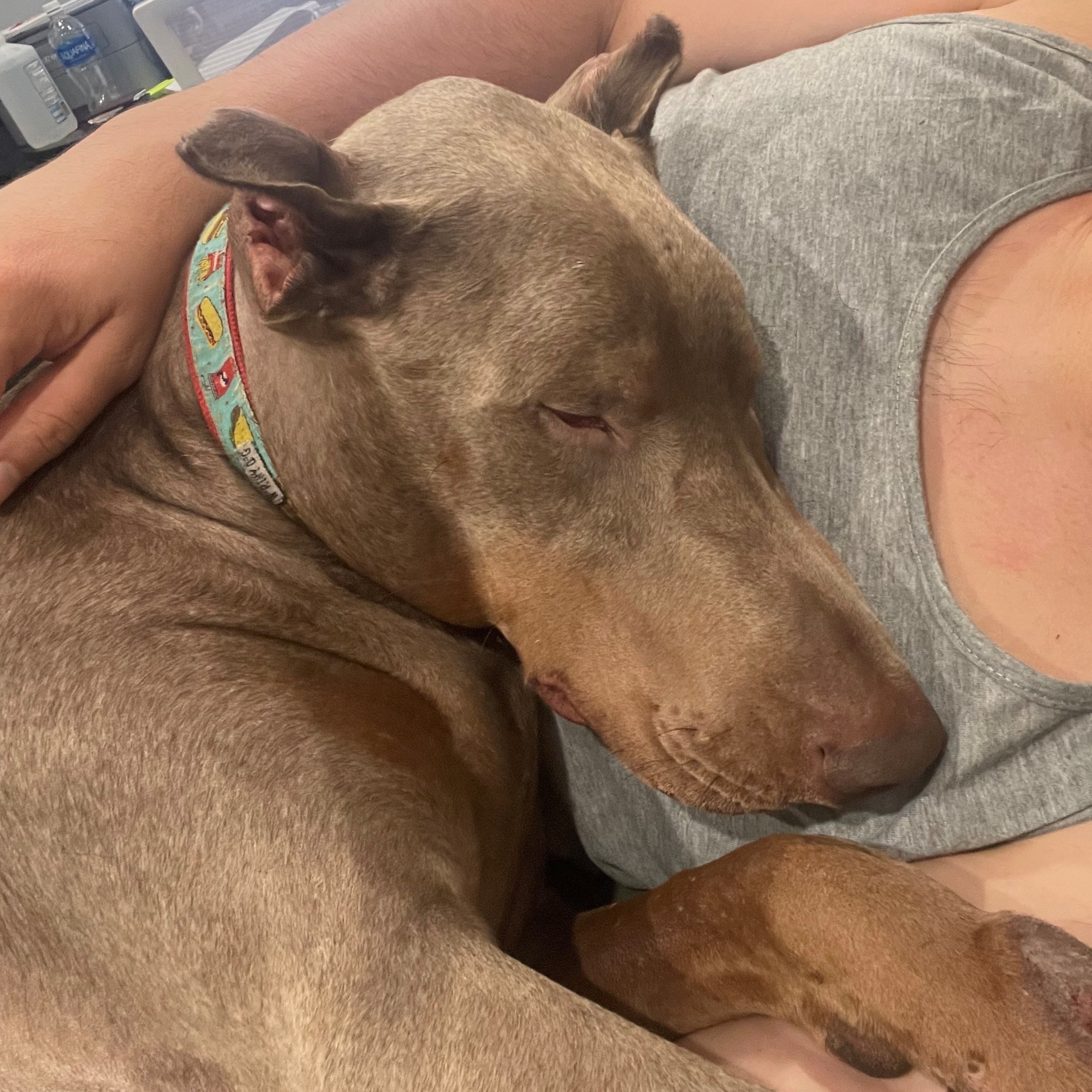 Oikudoberman Breeders Nj 03 - 7uybrm5