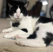 Nessie, Adoptable, Young Female Domestic Short Hair.