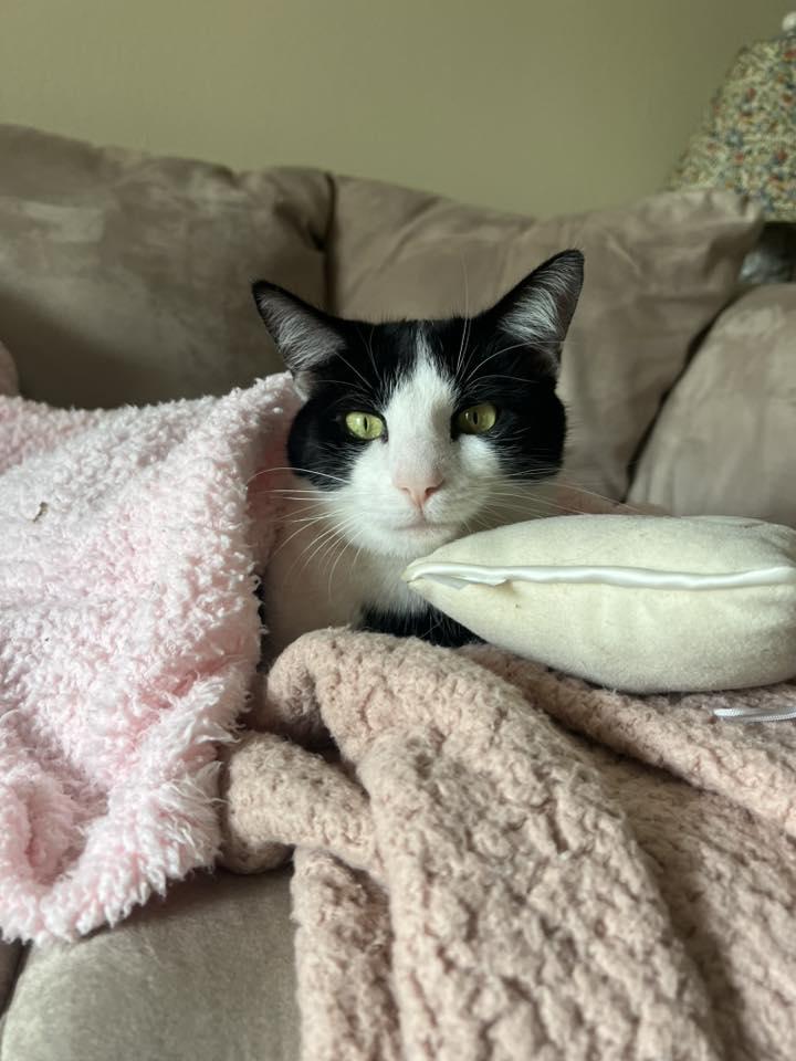 Nessie, a Adoptable Domestic Short Hair in Wilmington, NC image 2/2