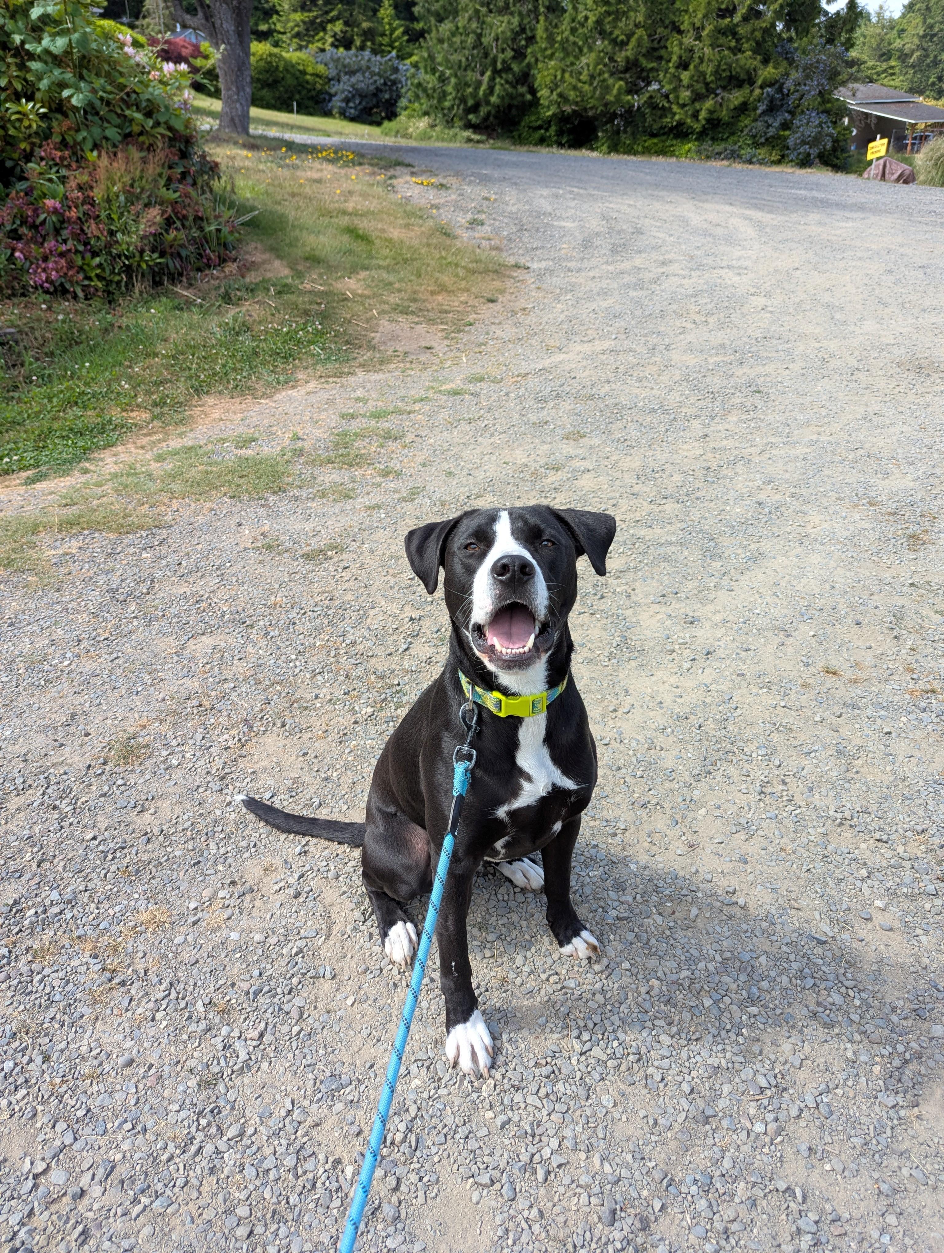Odie