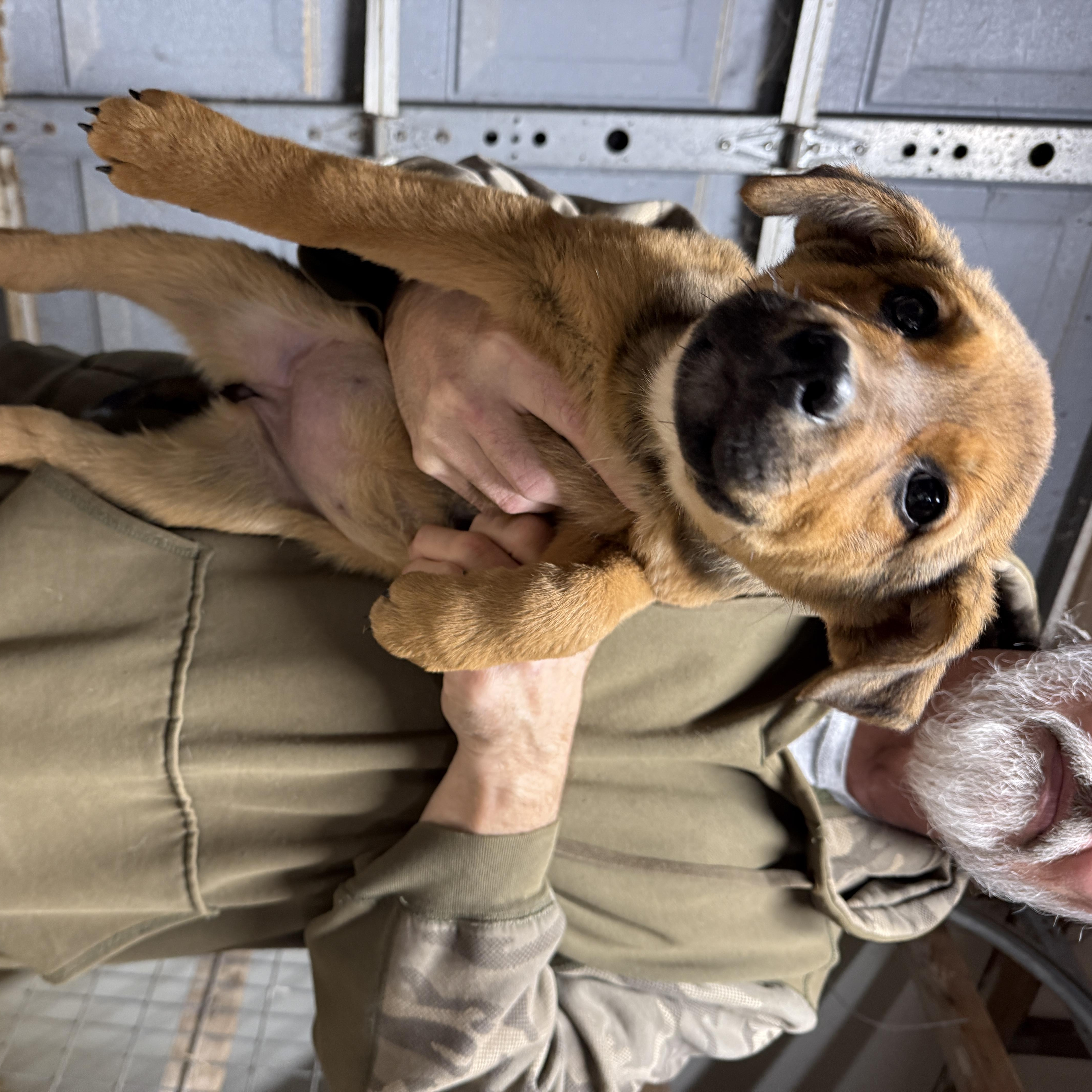 Enlarge Penelope, a ADOPTABLE mixed breed in Erin, TN image 1/1