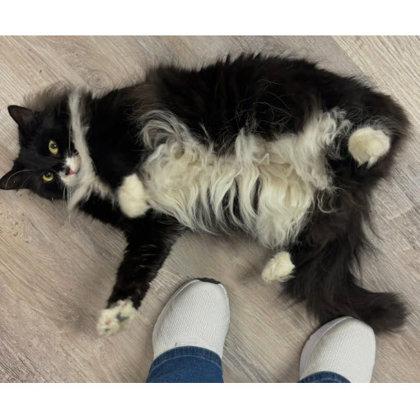 Gizmo, Adoptable, Adult Female Domestic Long Hair & Domestic Short Hair.