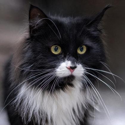 Enlarge Gizmo, a Adoptable mixed breed in Hudson, MA image 2/3