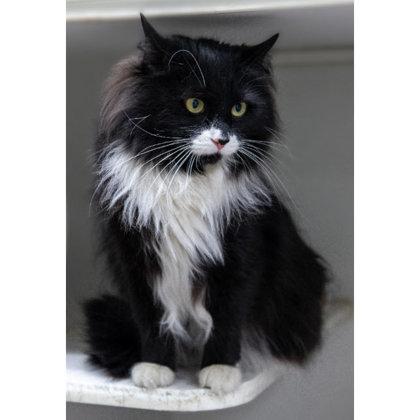 Enlarge Gizmo, a Adoptable mixed breed in Hudson, MA image 3/3