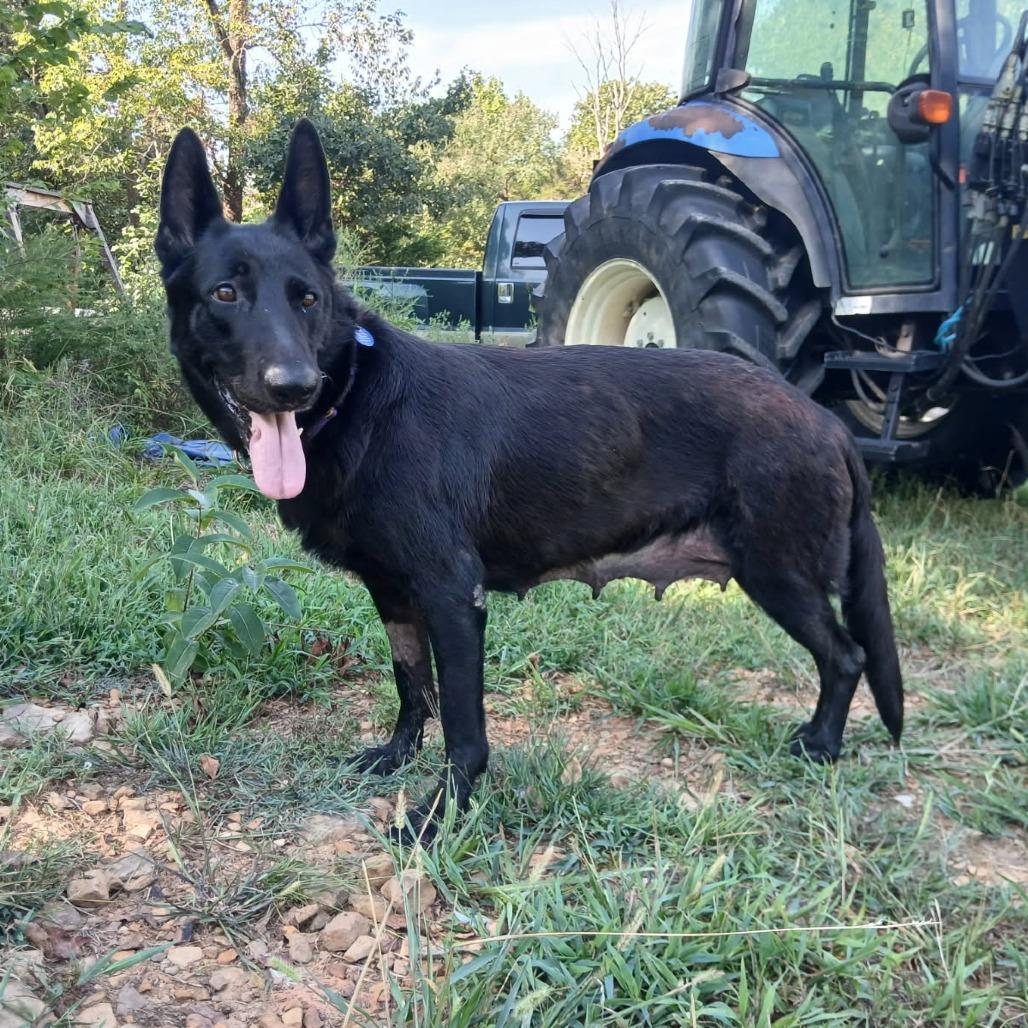 Beauty, Adoptable, Adult Female German Shepherd Dog & Mixed Breed.