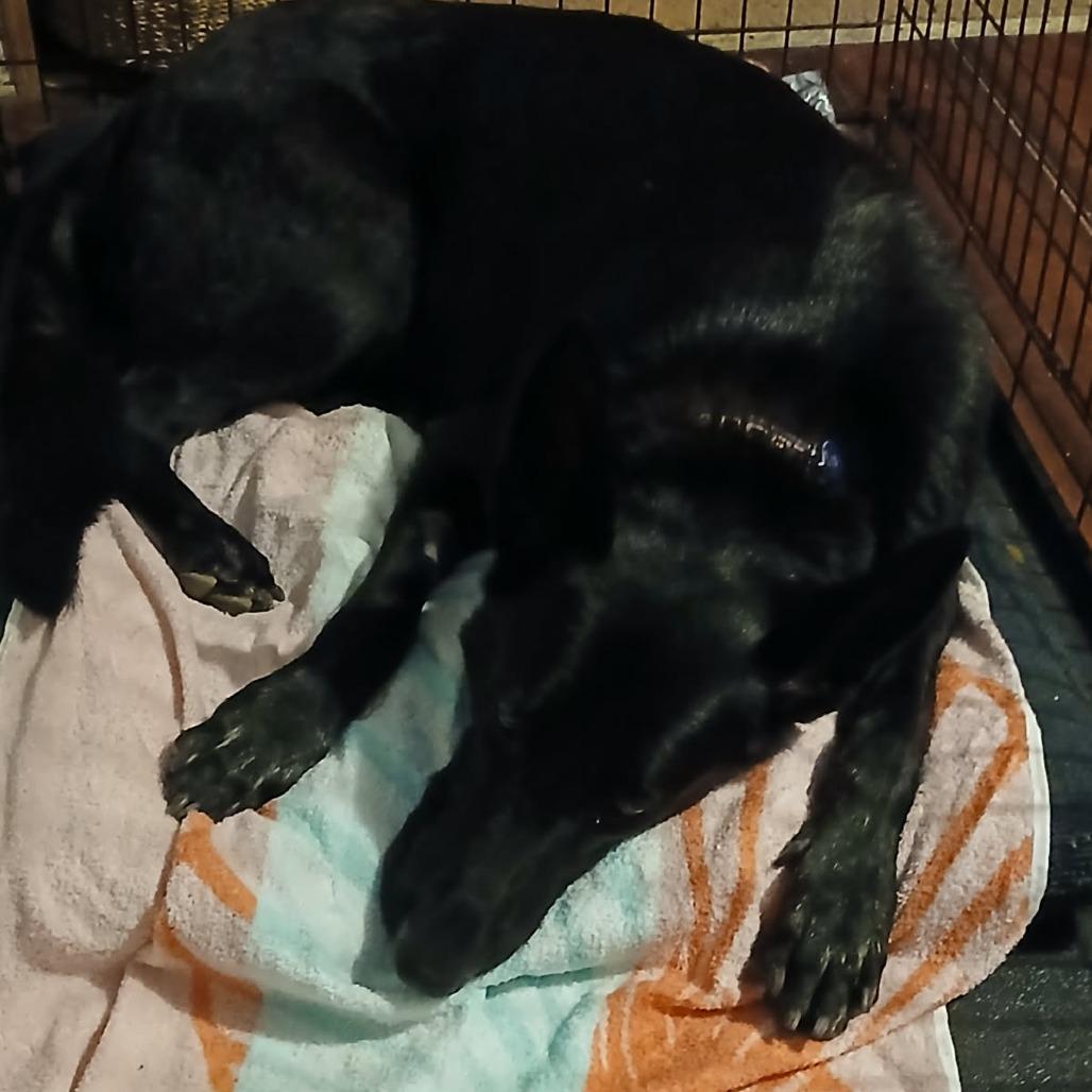 Enlarge Beauty, a Adoptable mixed breed in Fayetteville, AR image 2/6