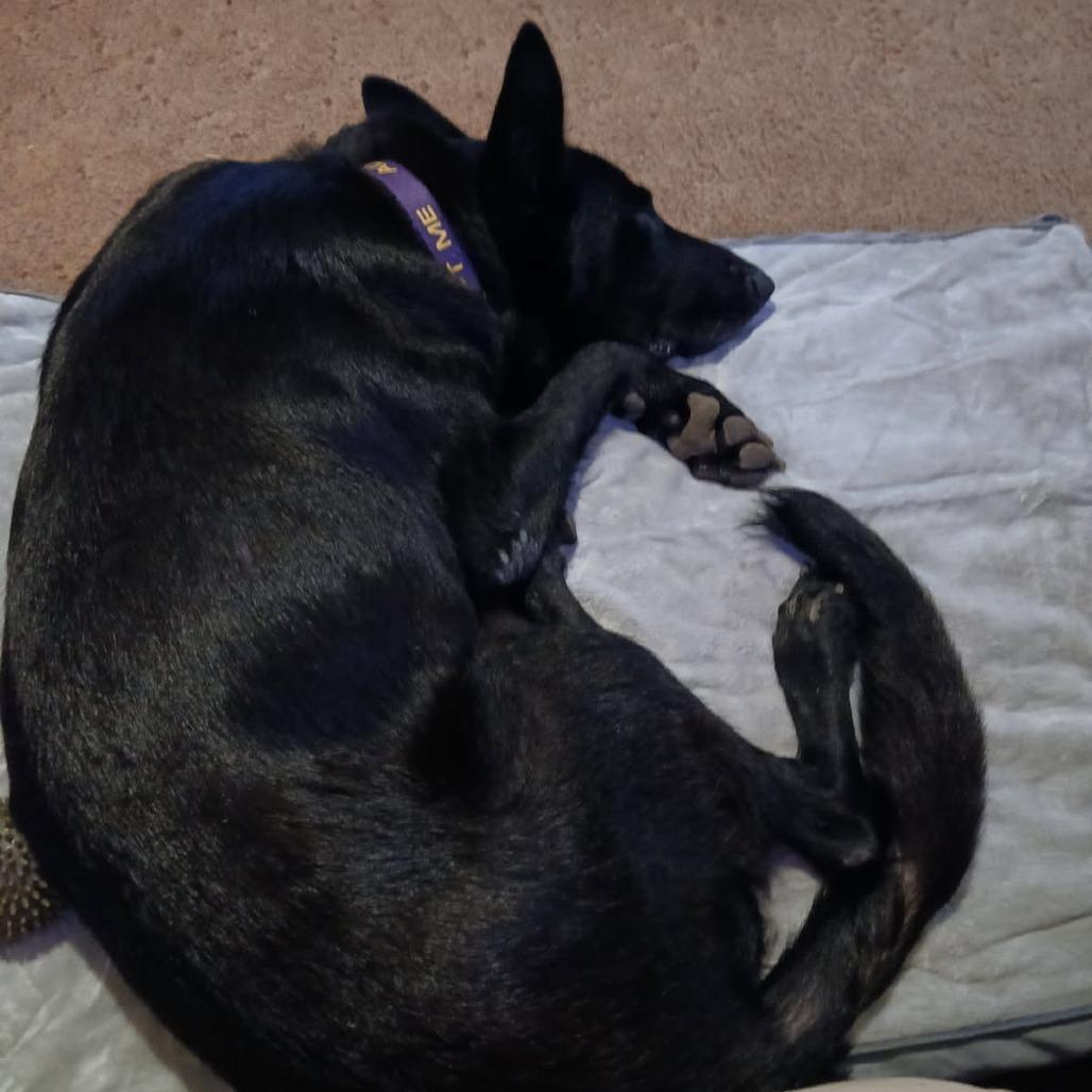 Enlarge Beauty, a Adoptable mixed breed in Fayetteville, AR image 4/6