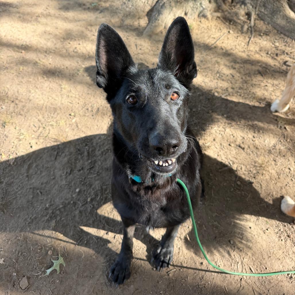 Enlarge Beauty, a Adoptable mixed breed in Fayetteville, AR image 5/6