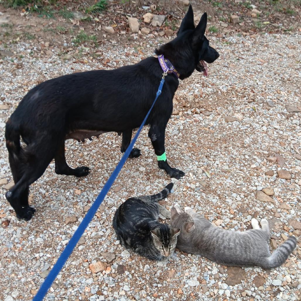 Enlarge Beauty, a Adoptable mixed breed in Fayetteville, AR image 5/6
