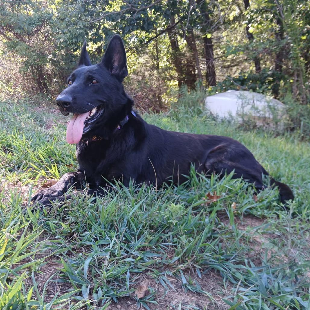 Enlarge Beauty, a Adoptable mixed breed in Fayetteville, AR image 6/6