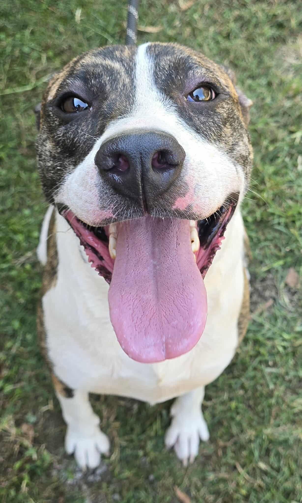 Poppy, a Adoptable mixed breed in Newport, TN image 1/6