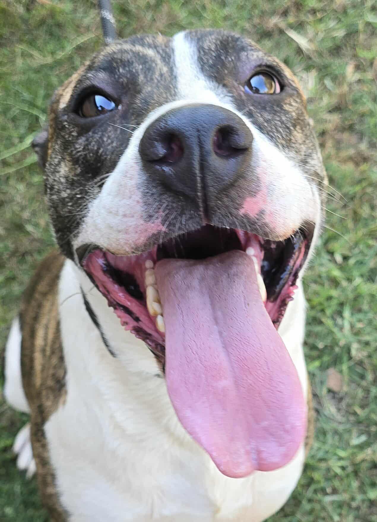 Poppy, a Adoptable mixed breed in Newport, TN image 2/6