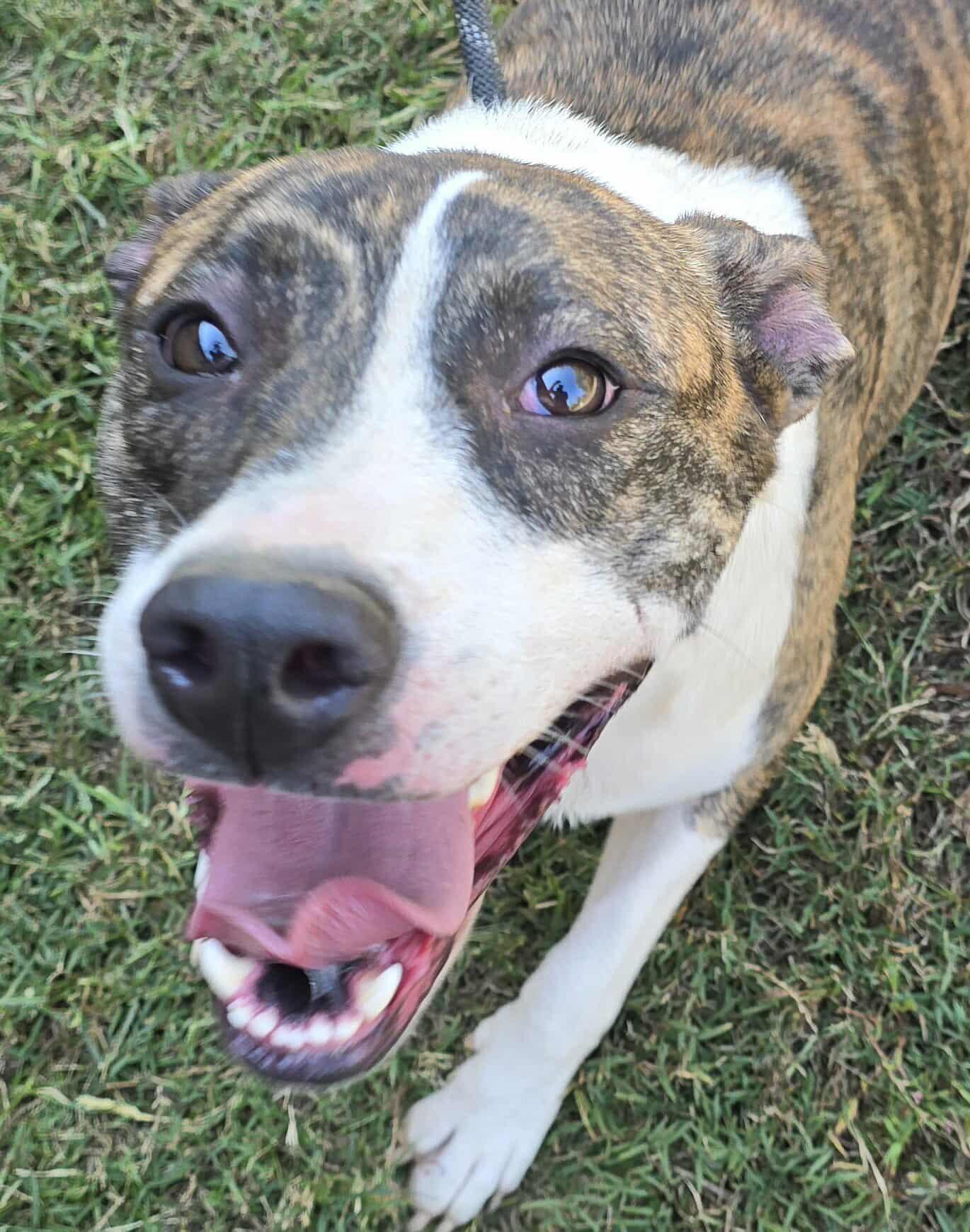 Poppy, Adoptable, Adult Female Terrier.