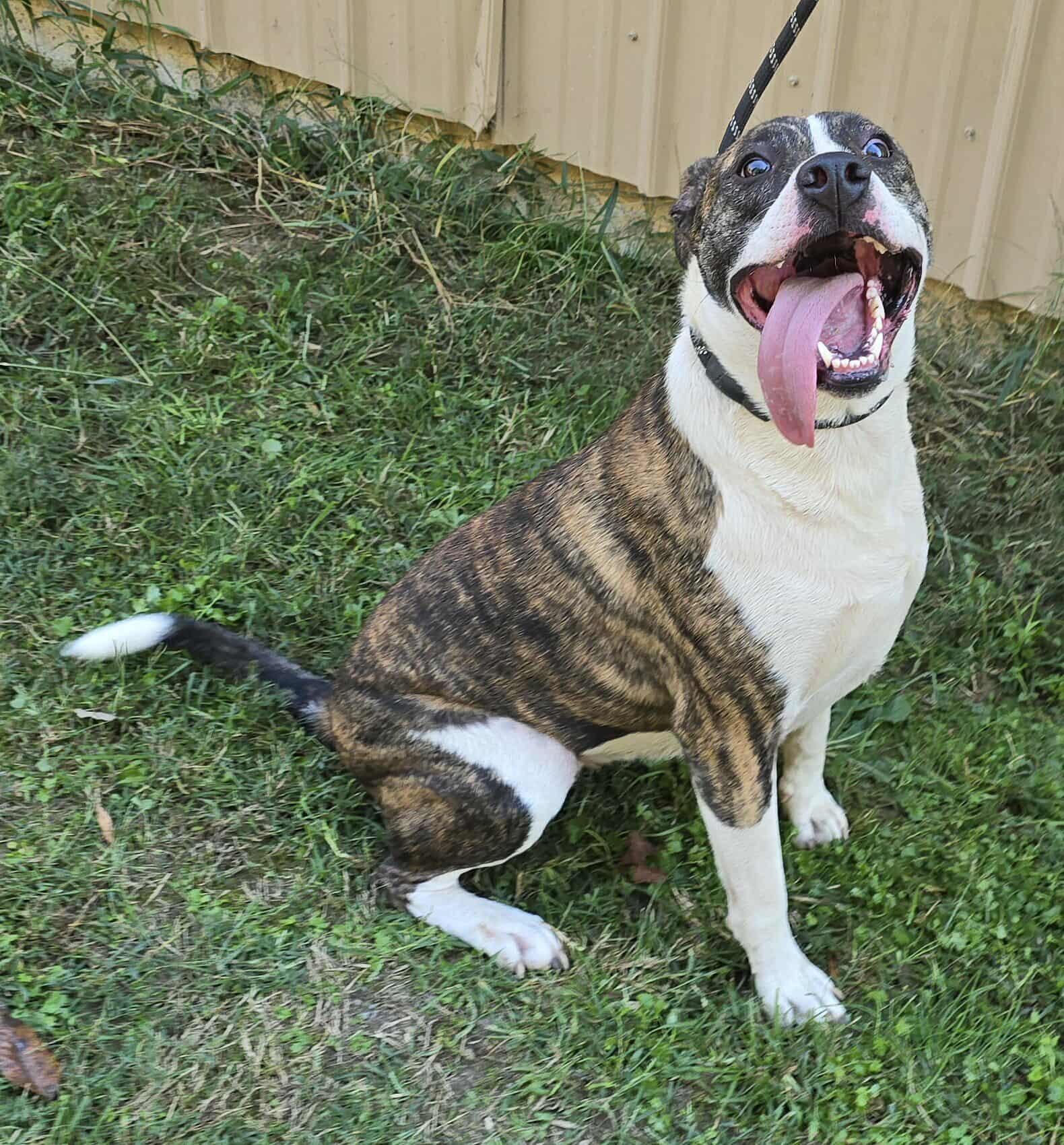 Poppy, a Adoptable mixed breed in Newport, TN image 4/6