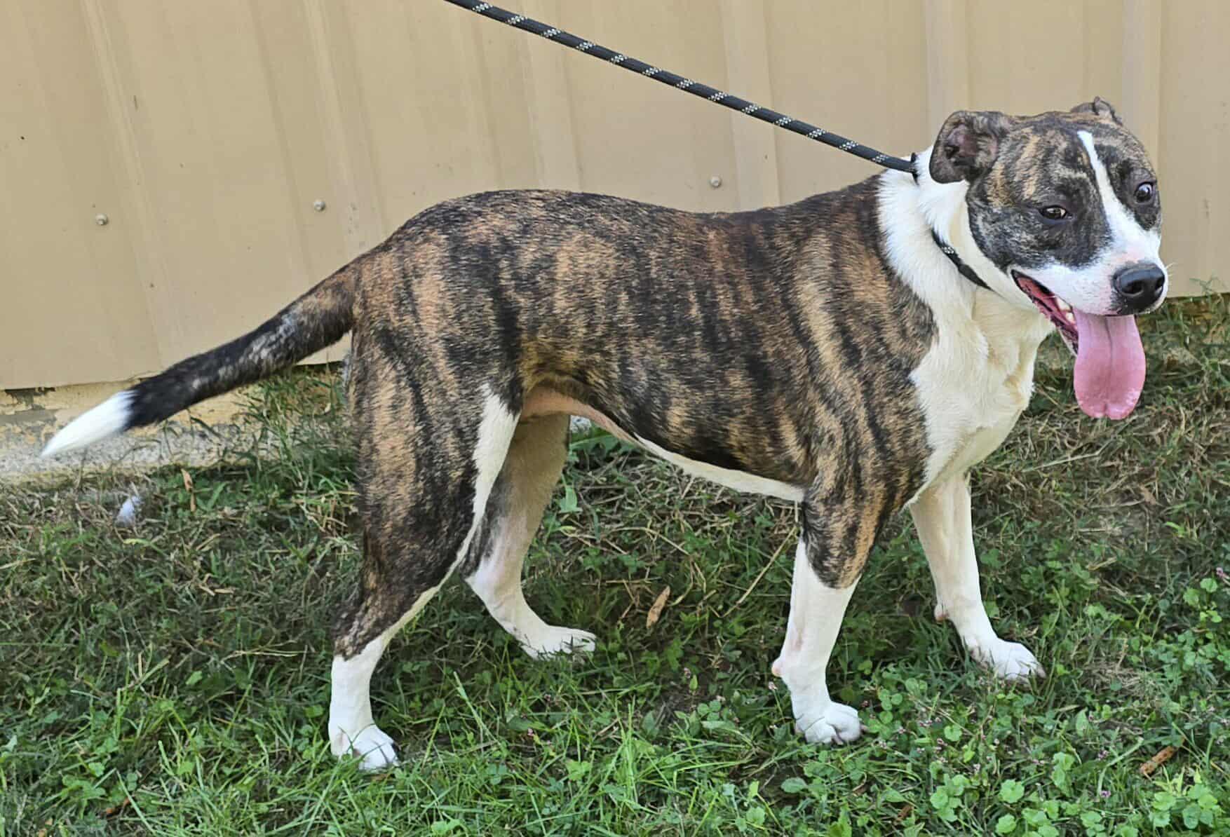 Poppy, a Adoptable mixed breed in Newport, TN image 5/6