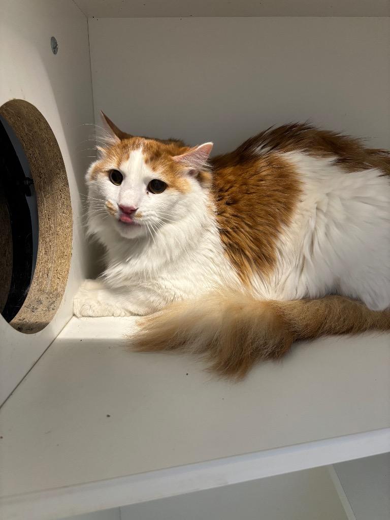 Popcorn, Adoptable, Adult Male Domestic Long Hair.