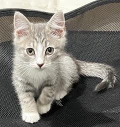 Enlarge Limerick-Leader of the Shamrock Crew, a Adoptable Tabby in Laurel, MD image 2/6