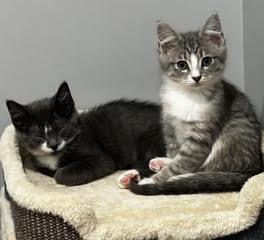Enlarge Limerick-Leader of the Shamrock Crew, a Adoptable Tabby in Laurel, MD image 5/6