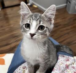 Enlarge Limerick-Leader of the Shamrock Crew, a Adoptable Tabby in Laurel, MD image 1/6