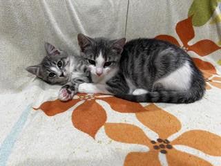 Enlarge Limerick-Leader of the Shamrock Crew, a Adoptable Tabby in Laurel, MD image 4/6