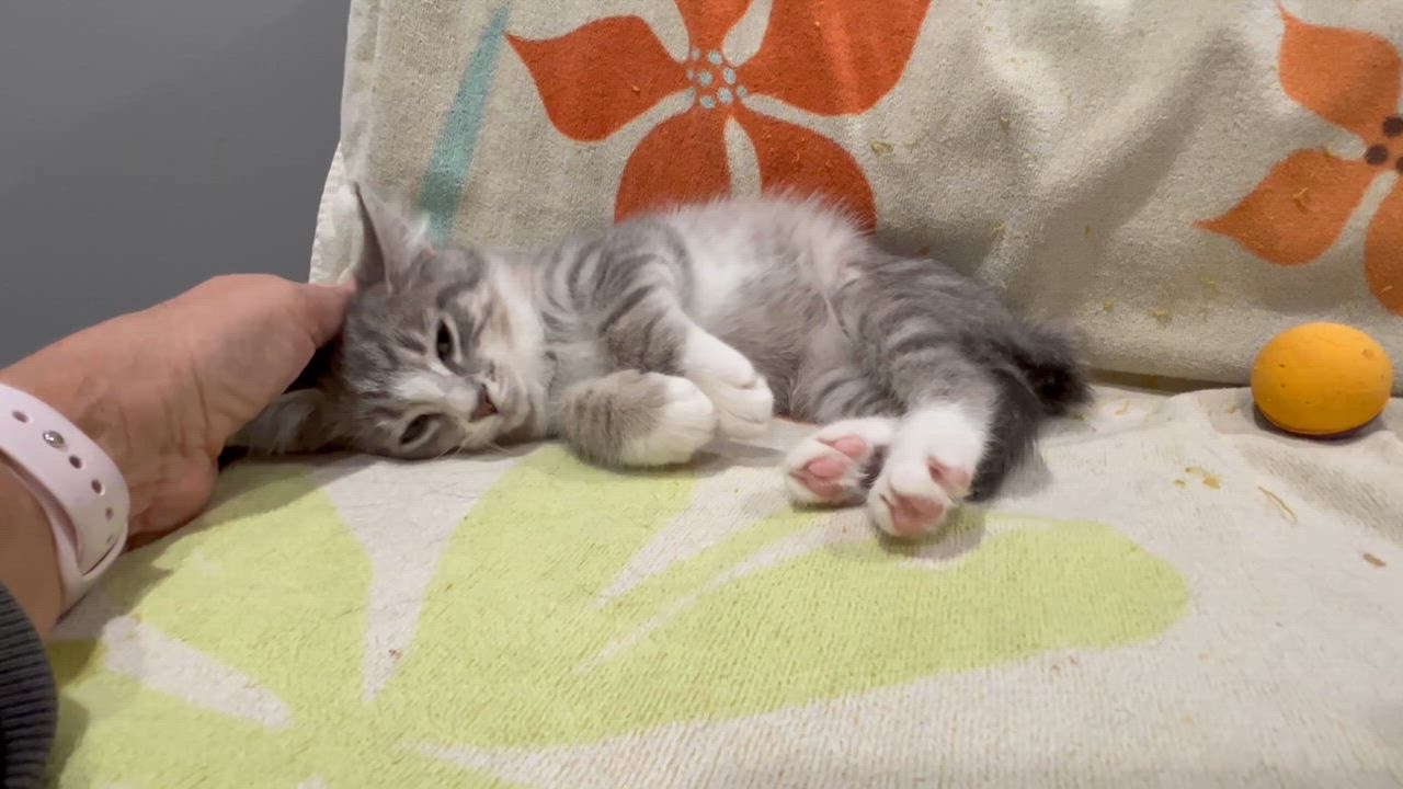 Enlarge Limerick-Leader of the Shamrock Crew, a Adoptable Tabby in Laurel, MD video 6/6