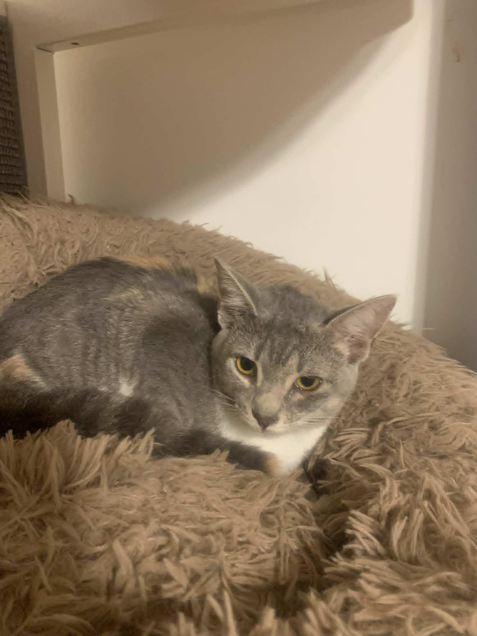 Romona Roma, adopted, Kitten Female Domestic Short Hair.