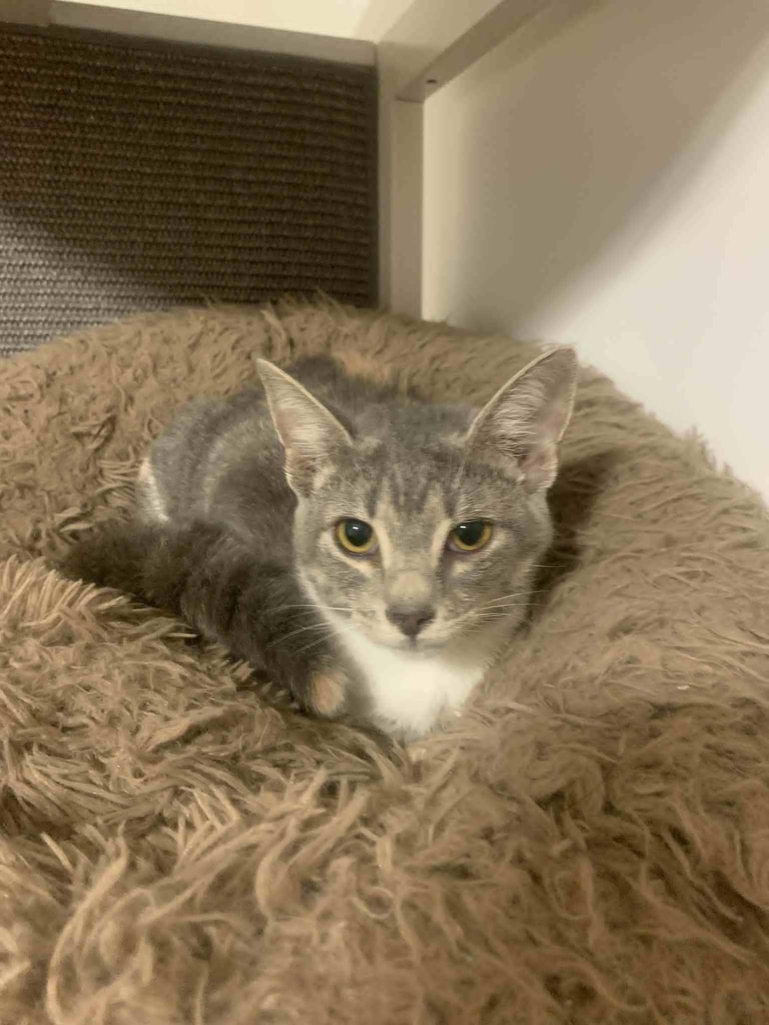 Enlarge Romona Roma, a Adoptable Domestic Short Hair in Fredericksburg, VA image 3/6