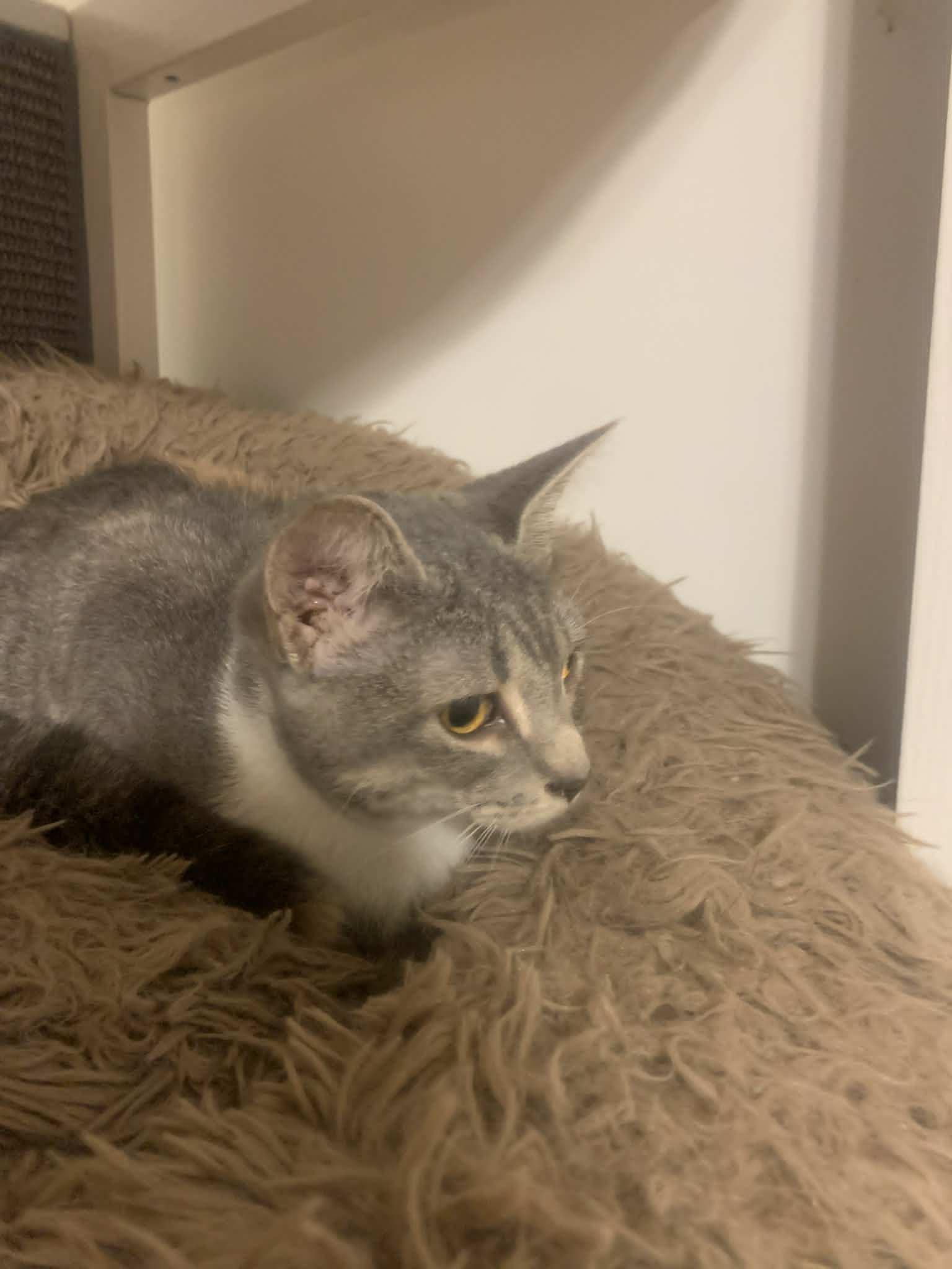 Enlarge Romona Roma, a Adoptable Domestic Short Hair in Fredericksburg, VA image 4/6