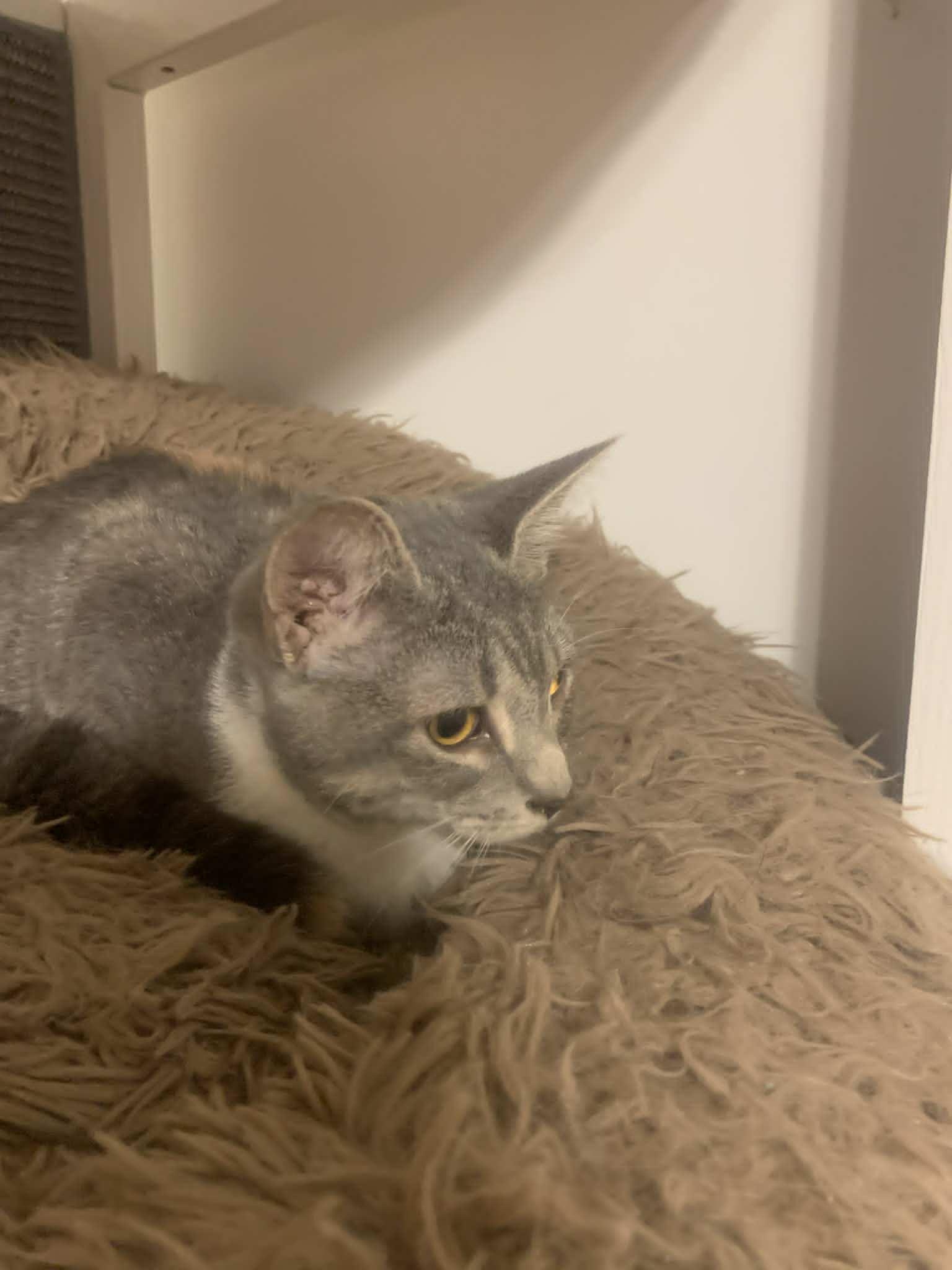 Enlarge Romona Roma, a Adoptable Domestic Short Hair in Fredericksburg, VA image 5/6