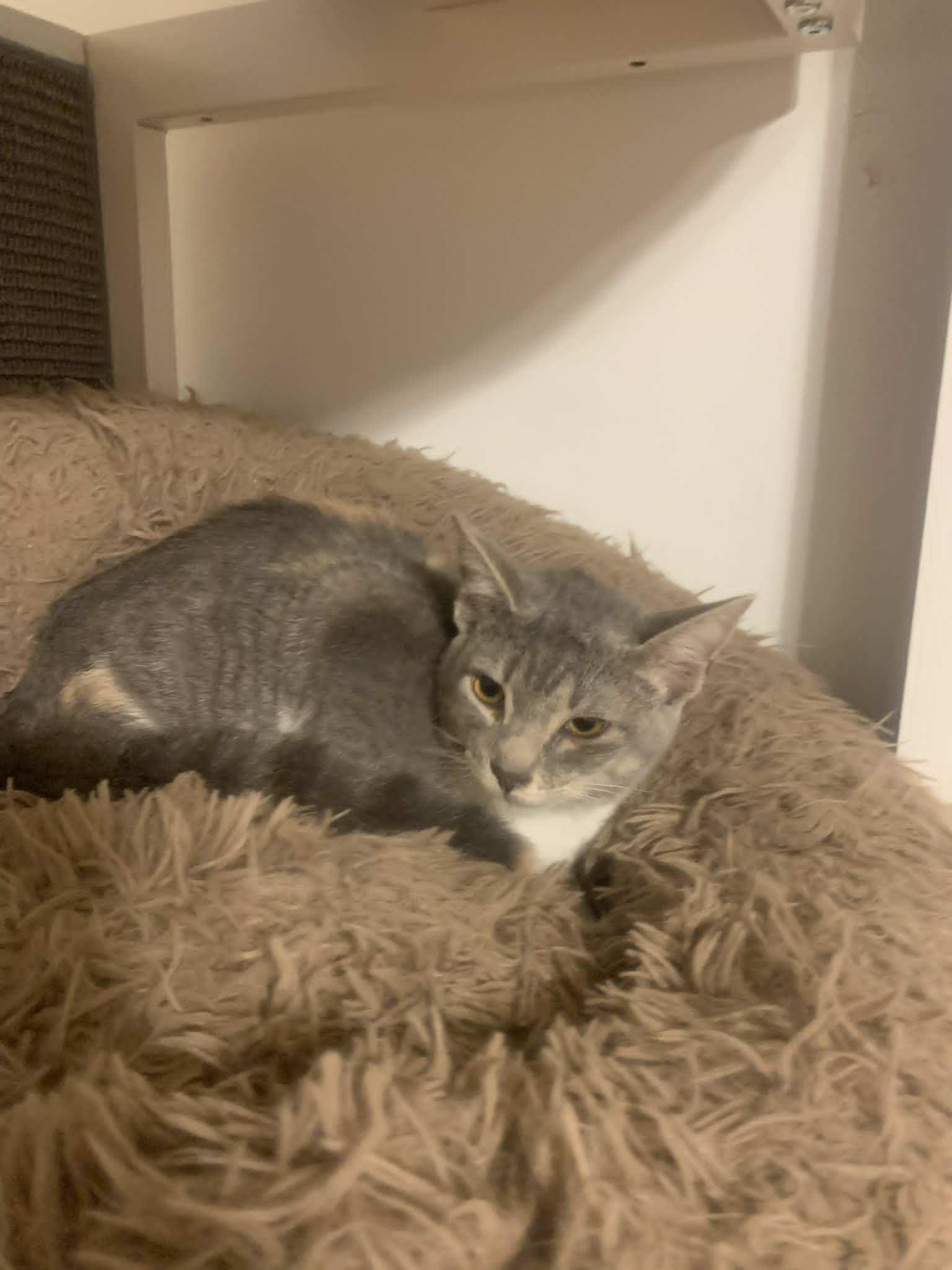 Enlarge Romona Roma, a Adoptable Domestic Short Hair in Fredericksburg, VA image 6/6