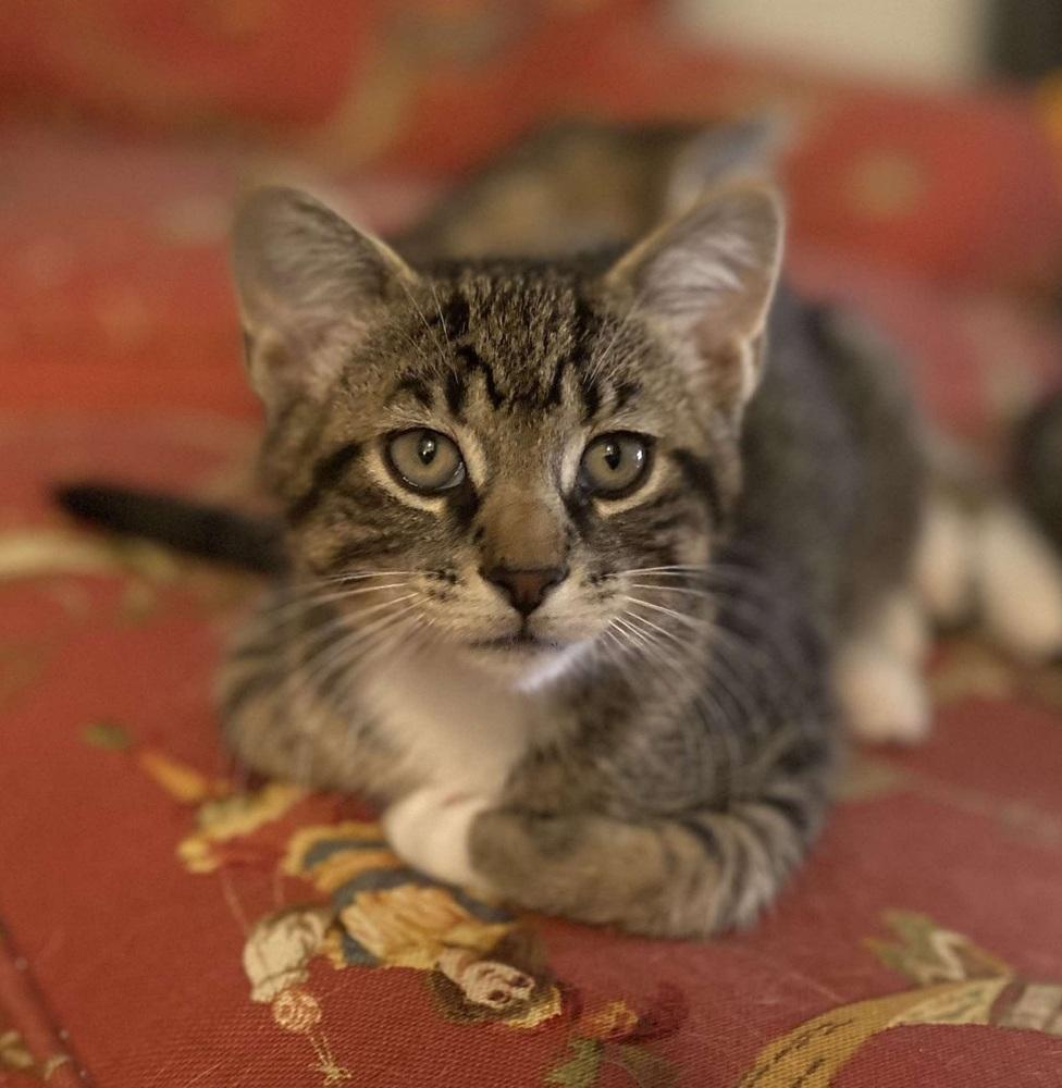 Enlarge Breezy, a Adoptable Domestic Short Hair in Homer Glen, IL image 1/2