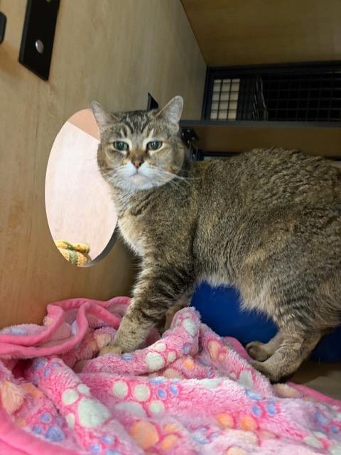 Enlarge Darla, a Adoptable mixed breed in New York, NY image 2/6