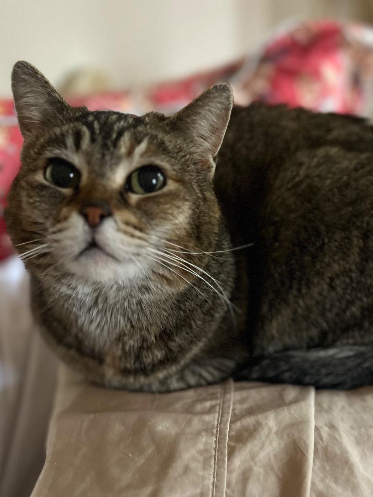 Enlarge Darla, a Adoptable mixed breed in New York, NY image 3/6