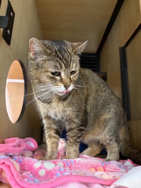 Enlarge Darla, a Adoptable mixed breed in New York, NY image 4/6