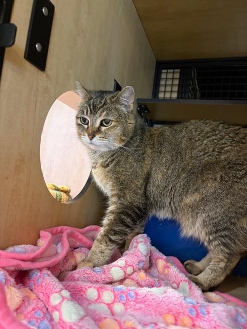 Enlarge Darla, a Adoptable mixed breed in New York, NY image 5/6