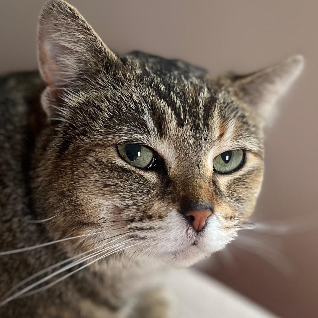 Enlarge Darla, a Adoptable mixed breed in New York, NY image 6/6