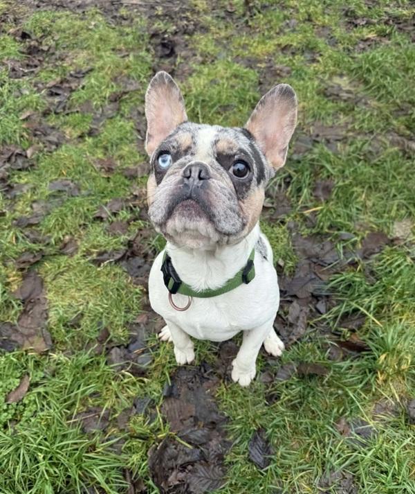 Enlarge Lou, a Adoptable mixed breed in Powell River, BC image 1/5