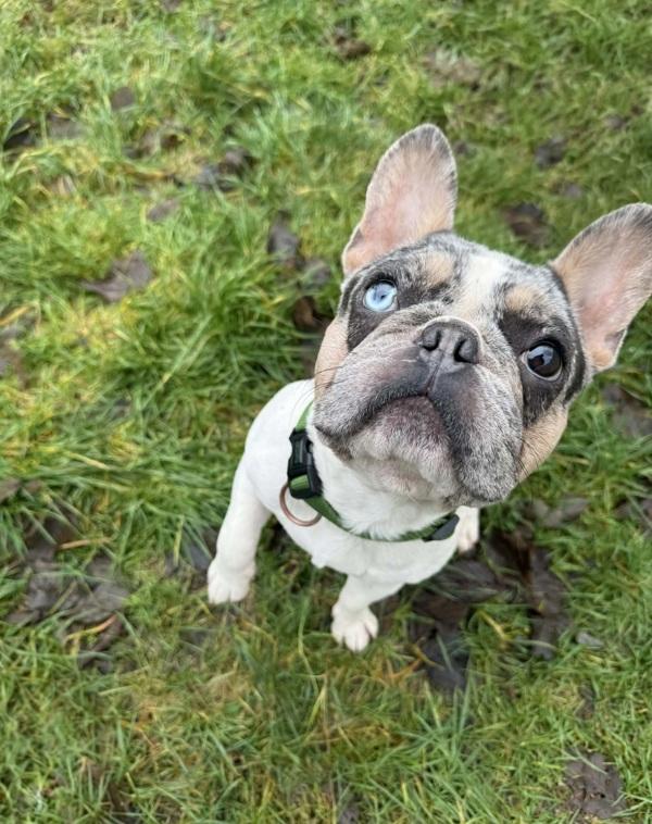 Enlarge Lou, a Adoptable mixed breed in Powell River, BC image 2/5
