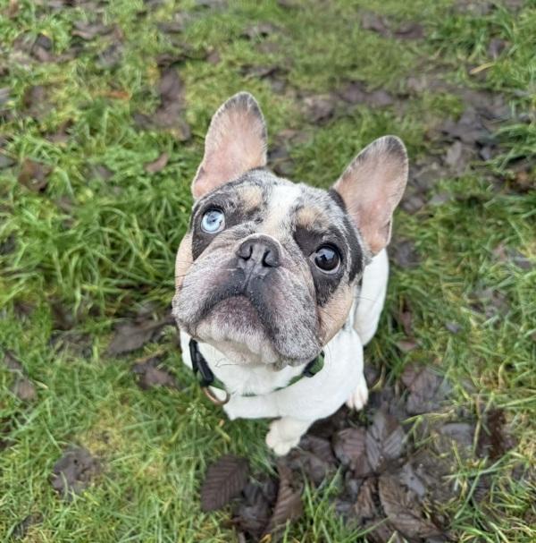 Enlarge Lou, a Adoptable mixed breed in Powell River, BC image 3/5