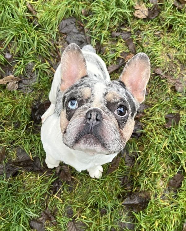 Enlarge Lou, a Adoptable mixed breed in Powell River, BC image 5/5
